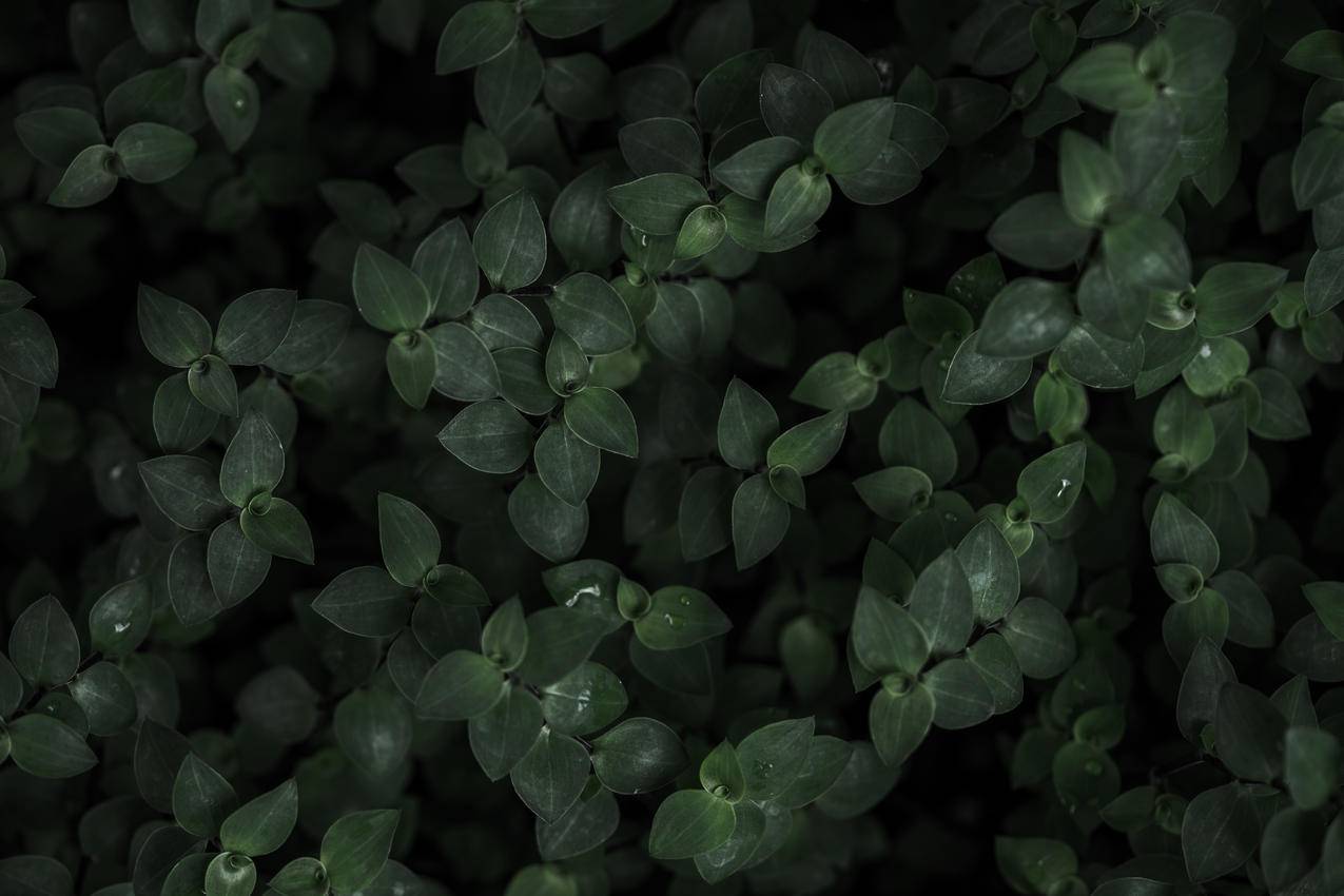 深色植物,背景图片5k高清图片