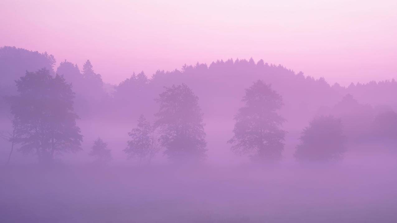 粉色的森林,5k风景高清壁纸
