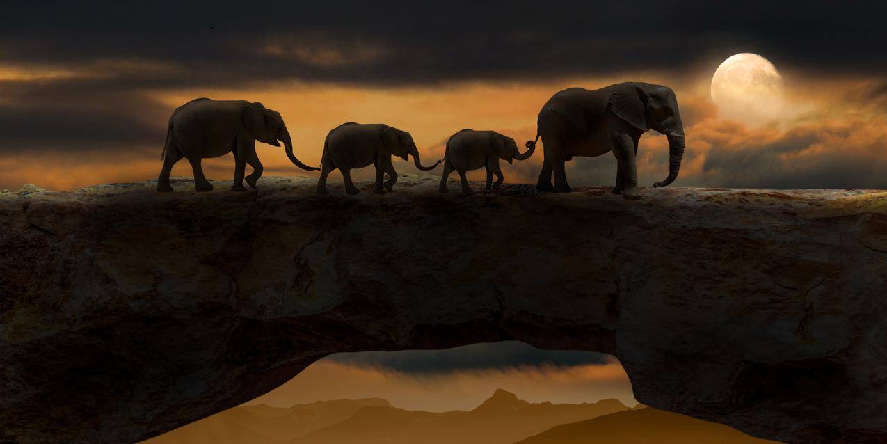 大象,动物,岩桥,天然桥,晚上,黑暗,月亮,自然,4k动物图片