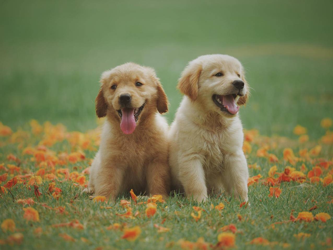 草地,可爱,俩只小狗,小花,4K高清萌动物壁纸