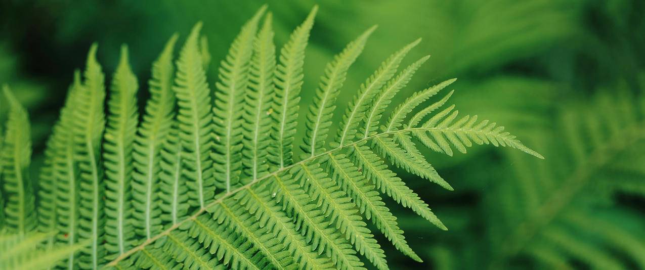 绿色蕨类植物 护眼 3440x1440带鱼屏壁纸