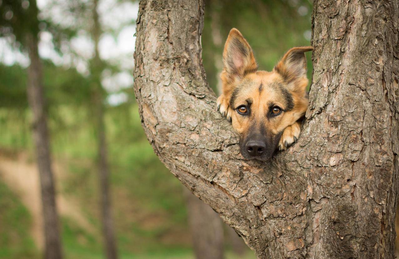 摄影,GermanShepherd,树,狗-千叶网